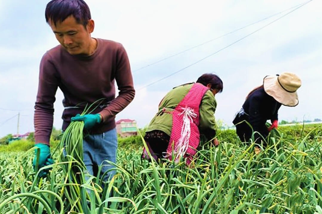 临沂兰陵县：多措并举为蒜薹产销两旺保驾护航
